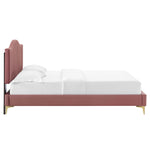 Juniper King Velvet Platform Bed with Gold Metal Legs in Dusty Rose